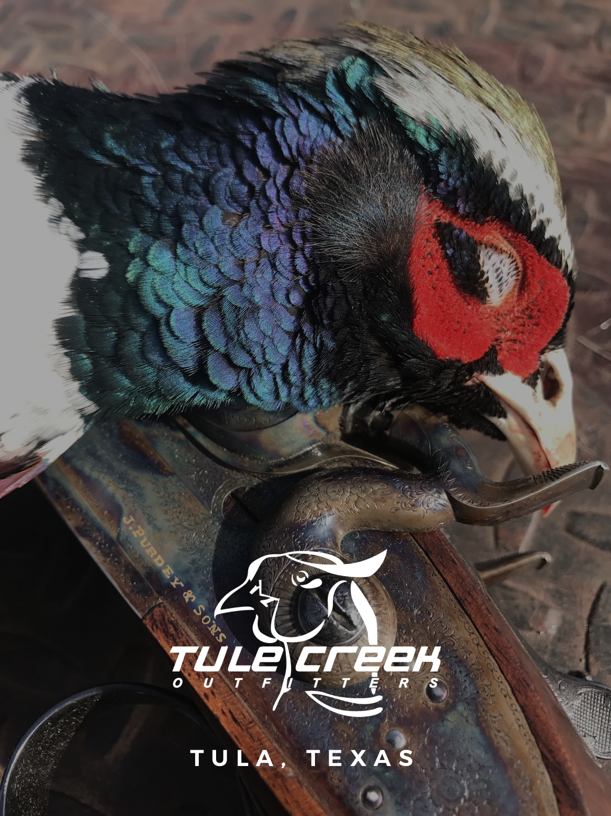 Tule Creek Outfitters dove hunting in Tulia, Texas
